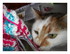 Mes chats !
