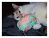 Mes chats !
