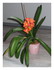 La clivia