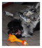 Le chien de ma belle soeur.
