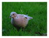 Mes oiseaux !