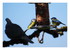 Mes oiseaux !