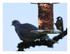 Mes oiseaux !