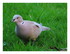 Mes oiseaux !