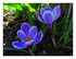 crocus!