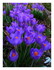 crocus!