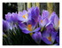 Les crocus.