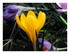 Les crocus.