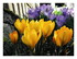 Les crocus.