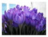 Les crocus.