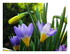 Les crocus.