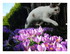 Les crocus.