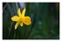 Mes fleurs !