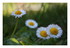 Mes fleurs !