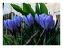 Mes fleurs !