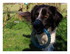 les z'animaux de ma belle soeu