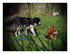 les z'animaux de ma belle soeu