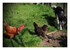 les z'animaux de ma belle soeu