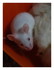 L'arrivée de la petite souris