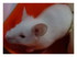 L'arrivée de la petite souris