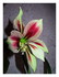 Mon amaryllis.