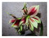 Mon amaryllis.