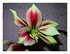 Mon amaryllis.