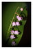 Mon muguet !