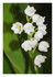 Mon muguet !