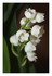Mon muguet !
