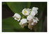 Mon muguet !