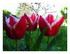 Mes fleurs !