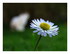 Mes fleurs !