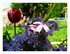 Mes fleurs !