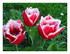 Mes fleurs !