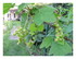 Dans mon jardin!