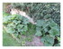 Dans mon jardin!