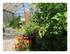 Dans mon jardin ...!