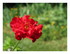 Dans mon jardin ...!