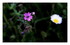 Mes fleurs.