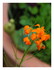 Mes fleurs.