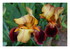 Mes fleurs.