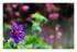Mes fleurs.