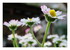 Mes fleurs.