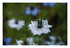 Mes fleurs.