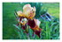 Mes fleurs.