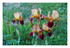 Mes fleurs.