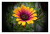 Mes fleurs.