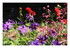 Mes fleurs.