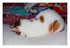 Mes chats